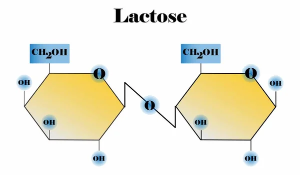 Illustration Biology Chemistry Lactose Molecule Chemical Formula Model Lactose Molecule — Stock Vector