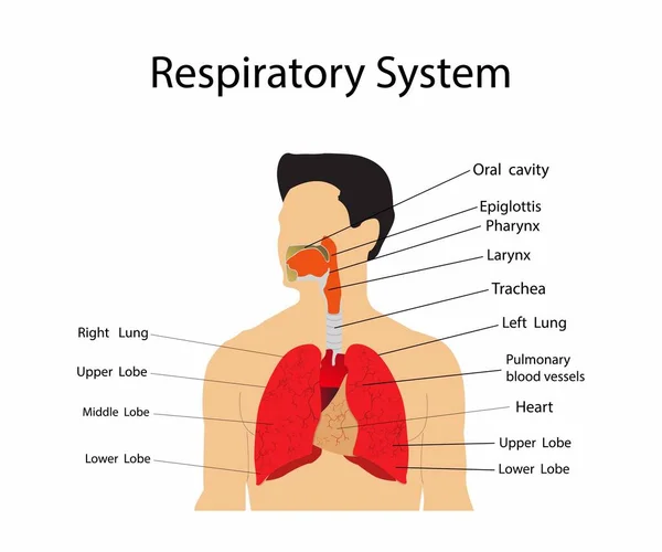 Иллюстрация Биологии Медицины Дыхательная Система Человека Анатомия Физиология Дыхательная Система — стоковый вектор