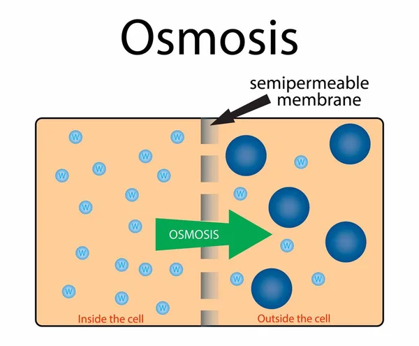 วอย างของช ทยาและเคม Osmosis แผนภาพแสดงรายละเอ ยดของเซลล ประเภทของการขนส ามเย มเซลล Osmosis — ภาพเวกเตอร์สต็อก