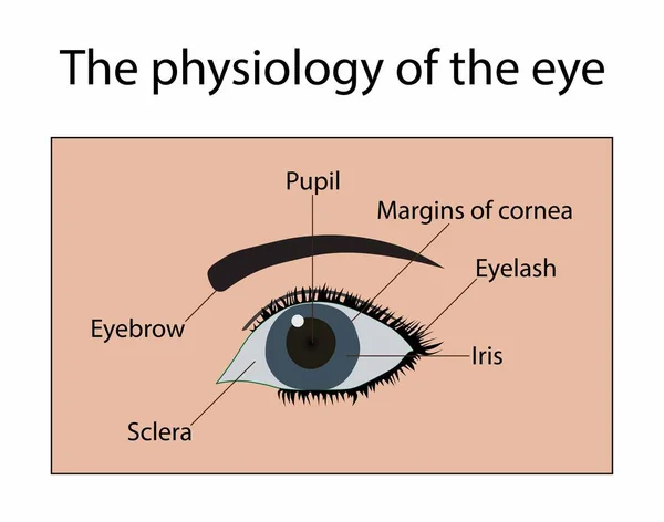 stock vector illustration of biology, The physiology of eye, anatomy of human eye, Human eye structure scheme, Diagram showing parts of human eye