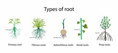 illustration of biology and plant kingdom, types of roots in plant, Roots are the important underground part of all vascular plants, absorbing essential mineral elements, nutrients and water from soil clipart