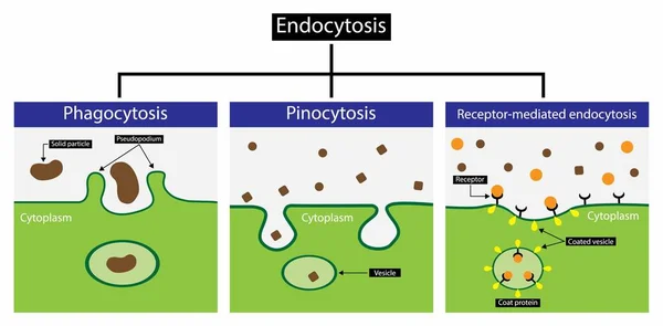 วอย างของช ทยา Endocytosis นกระบวนการเซลล สารถ าเข ามาในเซลล Endocytosis รวมถ — ภาพเวกเตอร์สต็อก