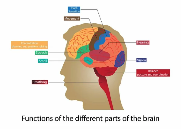 生物学と医学のイラスト 脳のさまざまな部分の機能 脳は3つの主要な構造で構成されています 小脳と脳幹 — ストックベクタ