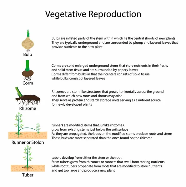 Illustration Der Biologie Vegetative Reproduktion Ist Form Der Asexuellen Reproduktion — Stockvektor
