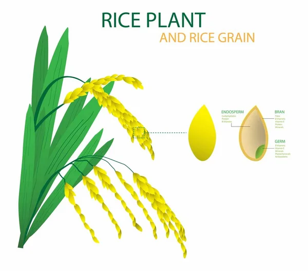 Illustration Der Biologie Reispflanze Und Reiskorn Reis Ein Monokottengewächs Wird — Stockvektor