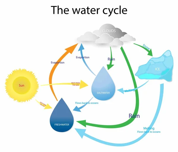 水循环描述了水如何从地球表面蒸发 上升到大气中 水循环是一种生物地球化学循环 — 图库矢量图片