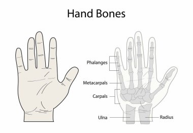 Biyoloji ve anatominin gösterimi, El 'in Anatomisi, el, birçok farklı kemik, kas ve bağdan oluşur, bu da büyük miktarda hareket ve el becerisi sağlar.