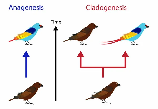 Illusztrálja Biológia Állat Anagenesis Fokozatos Evolúció Egy Faj Cladogenesis Evolúciós — Stock Vector