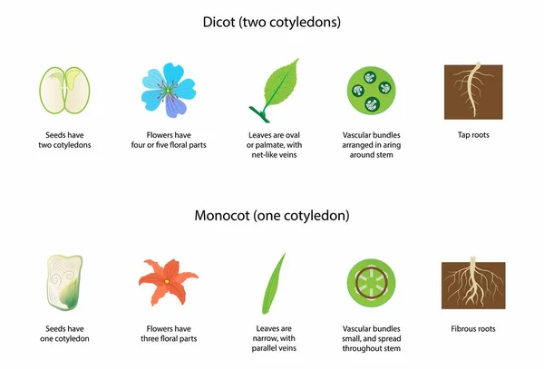 Illustration Biologie Règne Végétal Différence Entre Les Monocotylédons Les Dicots — Image vectorielle
