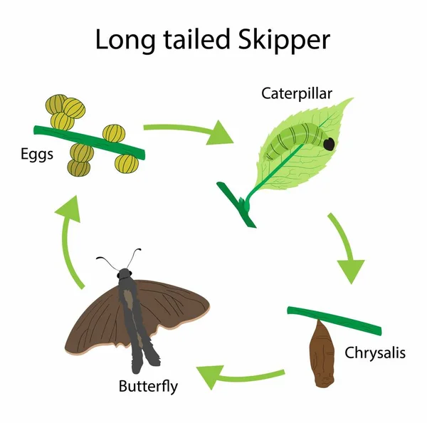 생물학을 긴꼬리를 스키타는 의생활 말썽꾸러기의 애벌레는 일반적으로 농작물의 해충이며 애벌레는 — 스톡 벡터