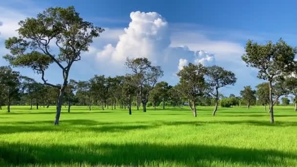 泰国农村稻田 泰国农村稻田文化 一个小村庄的绿稻田 蓝天下的蓝天绿稻田 雨季的绿色背景 — 图库视频影像