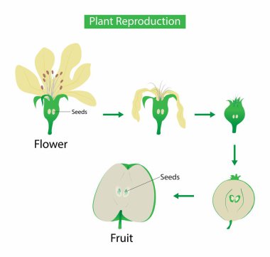 Biyoloji, Bitki Üretimi, Çiçek açan bitkiler, polen, cinsel üreme, yeni bitkiler tohumlardan elde edilir.