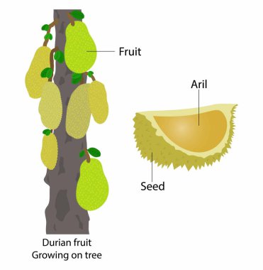 Biyoloji ve bitki krallığının örnekleri, ağaçta durian meyvesi, durian meyvesinin anatomisi, Durian meyvesi, ağaçta yetişen Durian meyvesi.