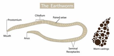 illustration of biology and animal, anatomy of earthworms, Earthworm structure, Form and function, the basic shape of the earthworm is a cylindrical tube clipart
