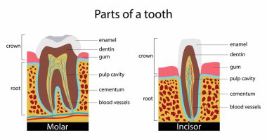 illustration of biology and medical, part of the tooth, Dental anatomy, Dental anatomy is a field of anatomy, the study of human tooth structures, teeth of mammals have deep roots clipart