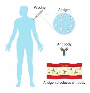 Biyoloji ve tıbbi örnekleme, antijen antikor üretir, antikorlar doğal olarak insan vücudundaki plazma hücreleri tarafından üretilir, antijenler ve antikorlar bağışıklık sisteminizde birlikte çalışırlar.