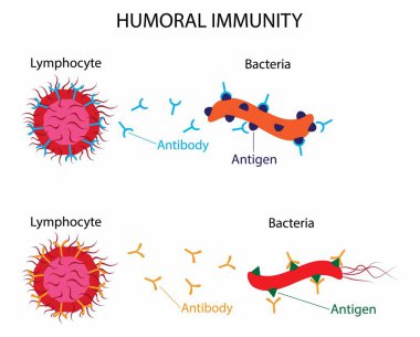 illustration of biology, Humoral immunity is also referred to as antibody mediated immunity, Humoral immunity is the aspect of immunity that is mediated by macromolecules, cellular immune elements clipart