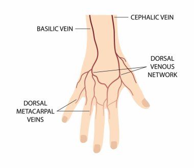 Biyoloji ve tıbbi örnekleme, vücut anatomisi, elinin arkasında kan damarları, elde kan damarları ve sinirler, sağ elin Dorsal görünümü, el atardamarı.