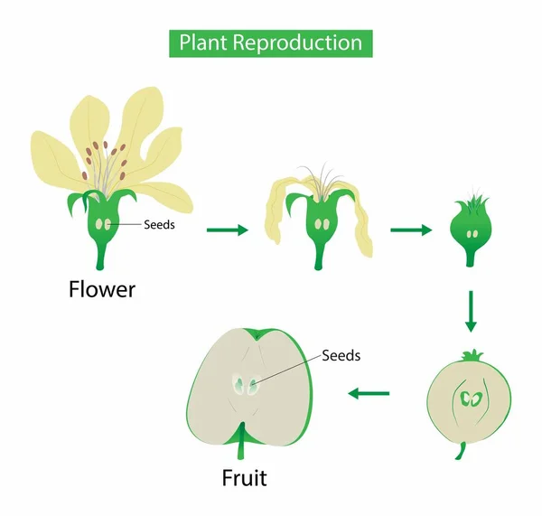 Ilustracja Biologii Rozmnażanie Roślin Rośliny Kwitnące Rozmnażają Się Seksualnie Procesie — Wektor stockowy