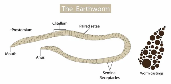 从生物学 动物学 蚯蚓解剖学 蚯蚓结构 形态和功能等方面说明蚯蚓的基本形状是圆筒形管 — 图库矢量图片