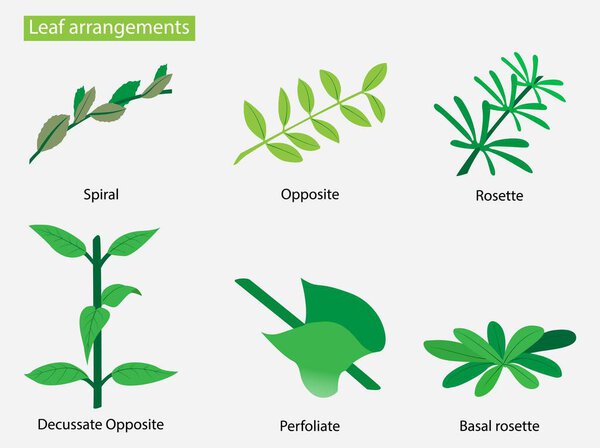 illustration of biology and plant kingdom, leaf arrangement types, alternate leaf arrangement, The patterns of arrangement of leaves on the stem, species of plants on the planet