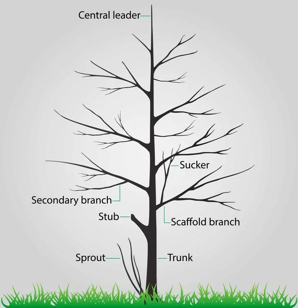 Illust Biologia Reino Vegetal Partes Uma Árvore Anatomia Uma Árvore — Vetor de Stock