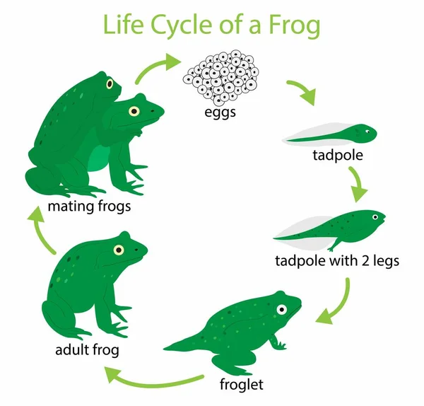 Ilustracja Biologii Zwierząt Cykl Życia Żaby Cykl Życia Żaby Składa — Wektor stockowy