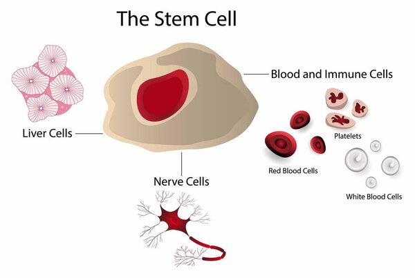illustration of biology and medical, Stem cells provide new cells for the body as it grows and replace specialised cells that are damaged or lost, stem cells to treat or prevent a disease or condition