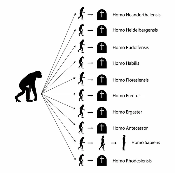 アフリカで進化したホモ サピエンスホモ サピエンスですホモ サピエンスは霊長類の中で最も豊富で広範な種です — ストックベクタ