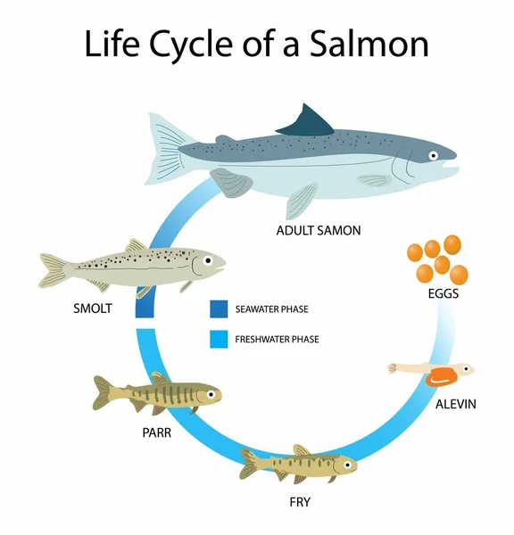 动物与生物学的例证 鲑鱼的生命周期 鲑鱼的平均寿命为7年 鲑鱼包括6个阶段 葡萄球菌 黑斑和成虫 — 图库矢量图片#