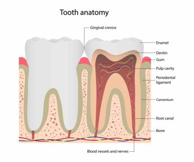 Biyoloji, tıbbi, diş anatomisi, diş yapısı, diyagram insan dişinin ana bileşenlerini gösteriyor.