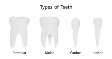 Biyoloji ve tıbbi örnekleme, diş tipleri, insan dişleri, dişler insan vücudunun en güçlü kısımlarından biridir.