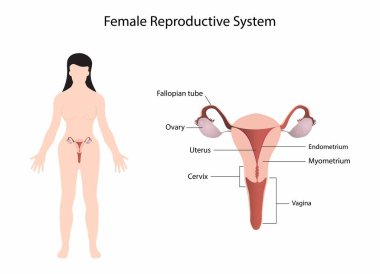 illustration of biology and medical, Female Reproductive System, The female reproductive system is made up of internal organs, including the vagina, uterus, ovaries and fallopian tubes