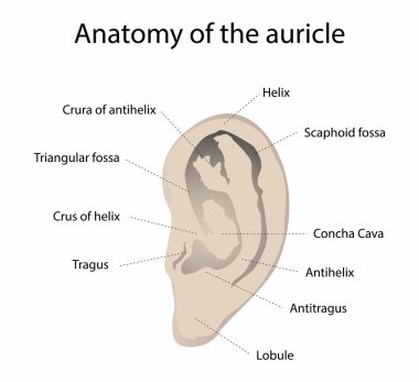 Biyoloji ve tıbbi örnekleme, kulakçıkların anatomisi, kulakçık, kulak anatomisi, kulakçıkların yapısı...