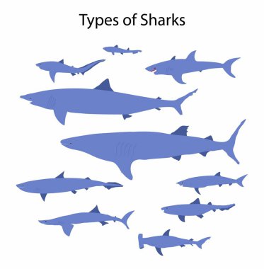 Biyoloji ve su hayvanlarının, köpekbalığı türlerinin, köpekbalıklarının örnekleri, onları çevrelerine mükemmel bir şekilde uyan çeşitli adaptasyonlara sahiptir.