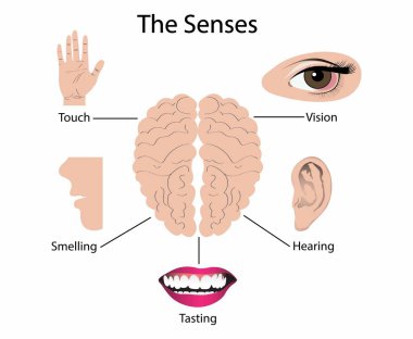 Biyoloji ve tıbbın gösterimi, bir organizma tarafından duyu için kullanılan bir biyolojik sistemdir, organizmalarda, duyusal organlar bir grup bağlantılı duyusal hücreden oluşur, duyusal organlar.