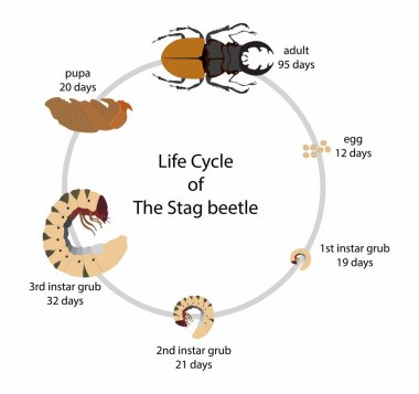 Biyoloji ve zoolojinin örnekleri, bir Geyik Böceğinin yaşam döngüsü, Geyik böceklerinin çok tenha bir uzun yaşam döngüsü, böcek biyoçeşitliliği,