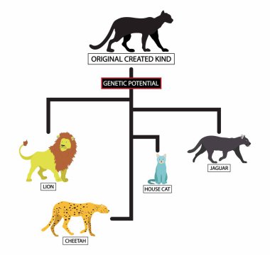 Biyoloji ve hayvanların, kedi aile ağacının, kedi ailesinin atası gibi olan panterin, kedi ailesinin 15 milyon yıl önce ortak bir atası vardı.