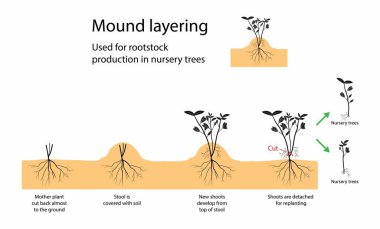 Biyoloji ve tarımın gösterimi, tepecikler ağır çalılar ve ağaçlar için kullanılır, ana gövdeyi yere indirip üzerini kapatır.