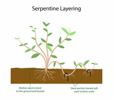 Biyoloji ve tarımın bir göstergesi olarak, Serpentine katmanları, aynı kök boyunca birkaç noktada kök oluşmasını teşvik etmek için, dağcıların toprak içindeki ve dışındaki köklerini döngüye sokmayı içerir.