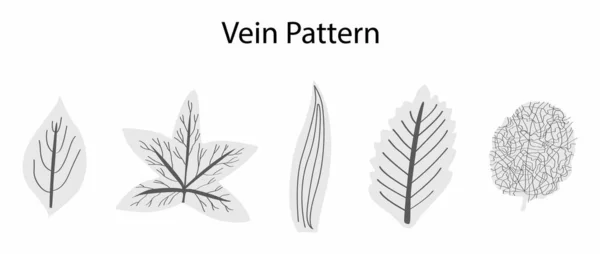 Illusztráció Biológia Növényvilág Véna Minták Levelek Elrendezése Vénák Egy Levél — Stock Vector