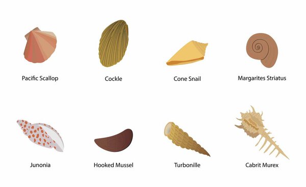illustration of biology and animals, different types of shell, The shell is part of the body of the animal