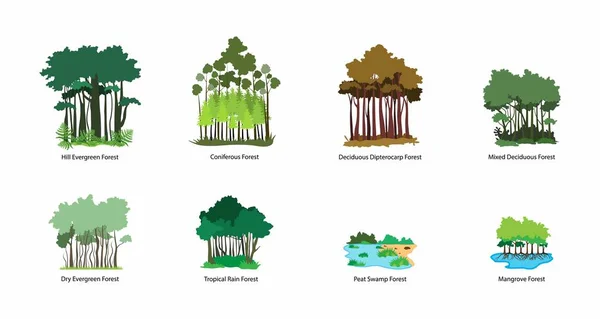 Illust Biologia Reino Vegetal Características Diferentes Tipos Florestas Tipos Floresta — Vetor de Stock