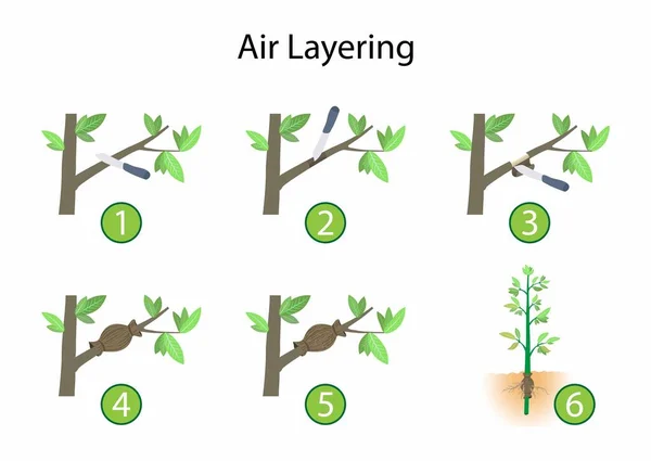 Ilustração Paisagismo Agricultura Air Layering Método Propagação Novas Árvores Arbustos — Vetor de Stock