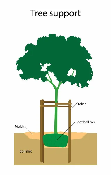 Illust Paisagem Jardinagem Tomada Plantio Como Plantar Uma Árvore Suporte — Vetor de Stock