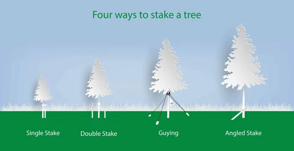 illustration of landscape and gardening, Staking at planting, How to Plant a Tree, Plant supports help to prevent damage from wind and inclimate weather, Four ways to stake a tree