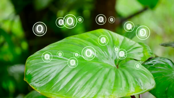 Fotosíntesis Dióxido Carbono Agua Transforman Carbohidratos Oxígeno Con Ayuda Luz — Vídeo de stock