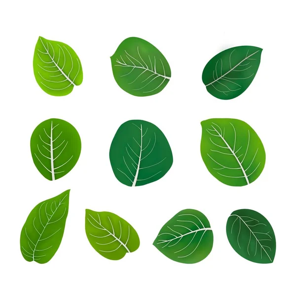 Illustration Biology Plant Kingdom Set Leaf Margins Structure Appearance Margins — Stock Photo, Image