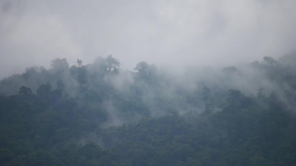 Mistig Bos Bij Zonsopgang Regenwoud Ochtendmist Ochtendmist Dicht Tropisch Regenwoud — Stockvideo