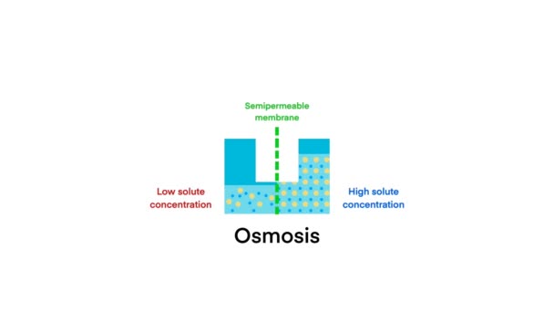 Osmosis Diffusion Process Isolerad Diagram Enkel Omvänd Osmos Vatten Filter — Stockvideo